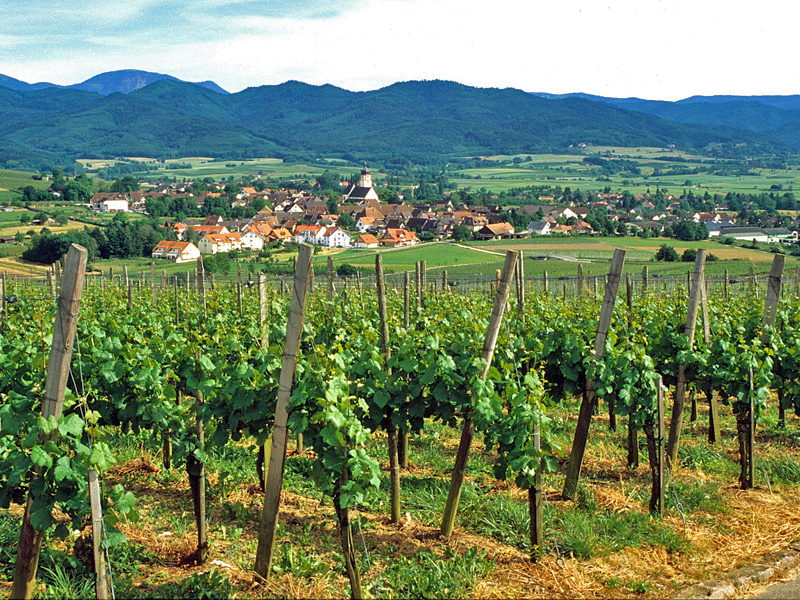 Blick über das Markgräflerland