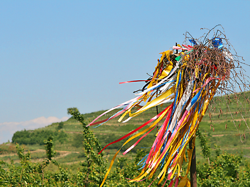 Straußenbesen am Kaiserstuhl