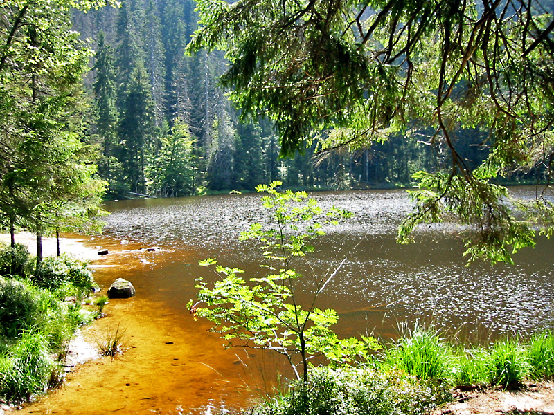 Wildsee am Ruhestein
