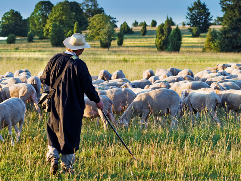 Wacholderheide in der Heidenheimer Brenzregion