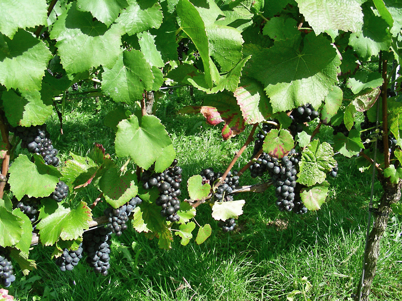 Rebstöcke bei Rastatt