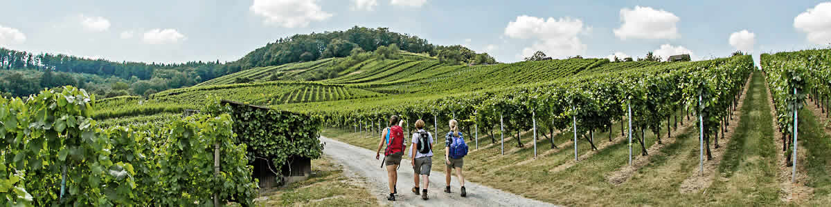 Weinbergwanderung